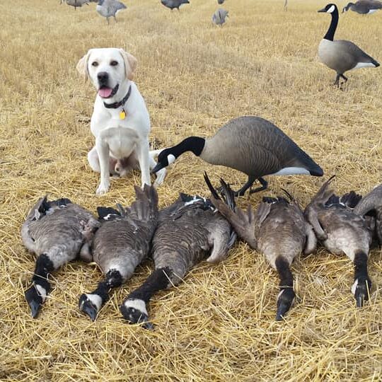 Si and Geese